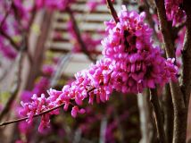 【花海探花】大眾嘉園    花木爭(zhēng)春（三）