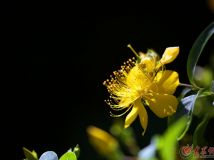 多姿多彩金絲桃花——拍于泉城公園